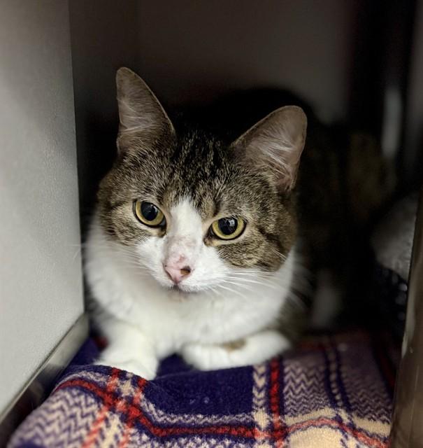 CAL, Adoptable, Adult Female Domestic Short Hair.