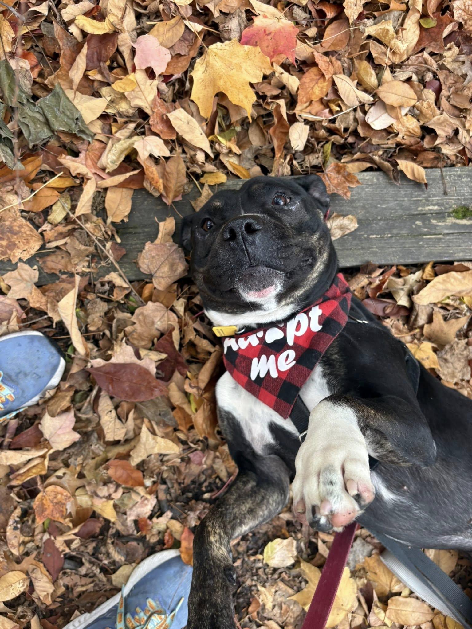 Freddy, a Adoptable mixed breed in Cleveland, OH image 2/6