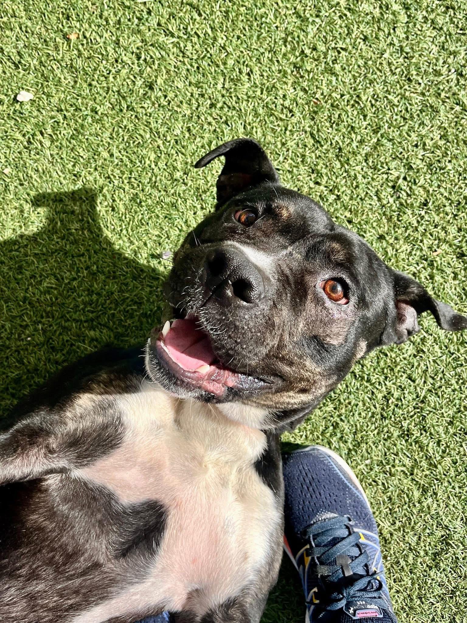 Freddy, a Adoptable mixed breed in Cleveland, OH image 6/6