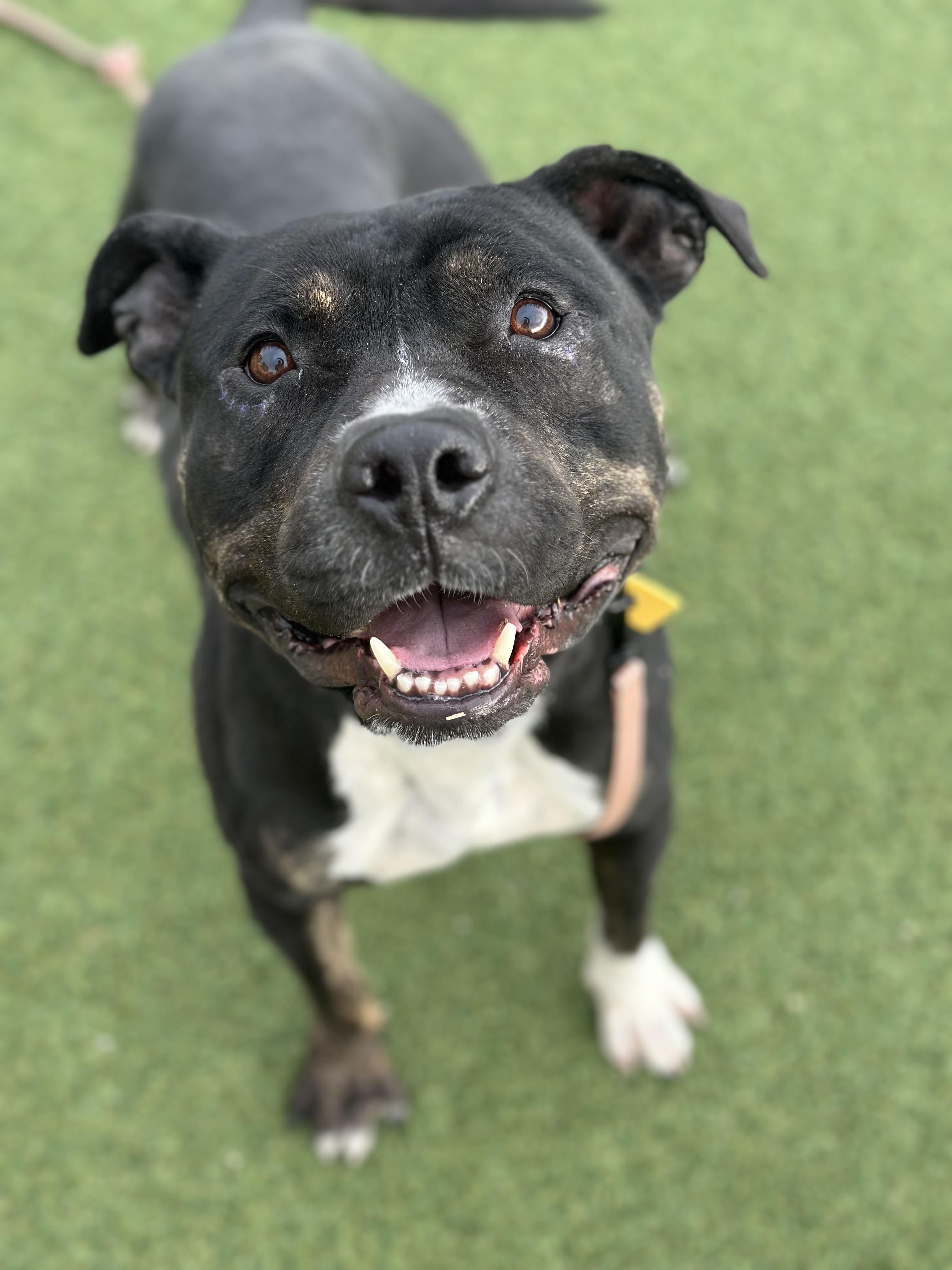 Freddy, Adoptable, Adult Male Pit Bull Terrier.