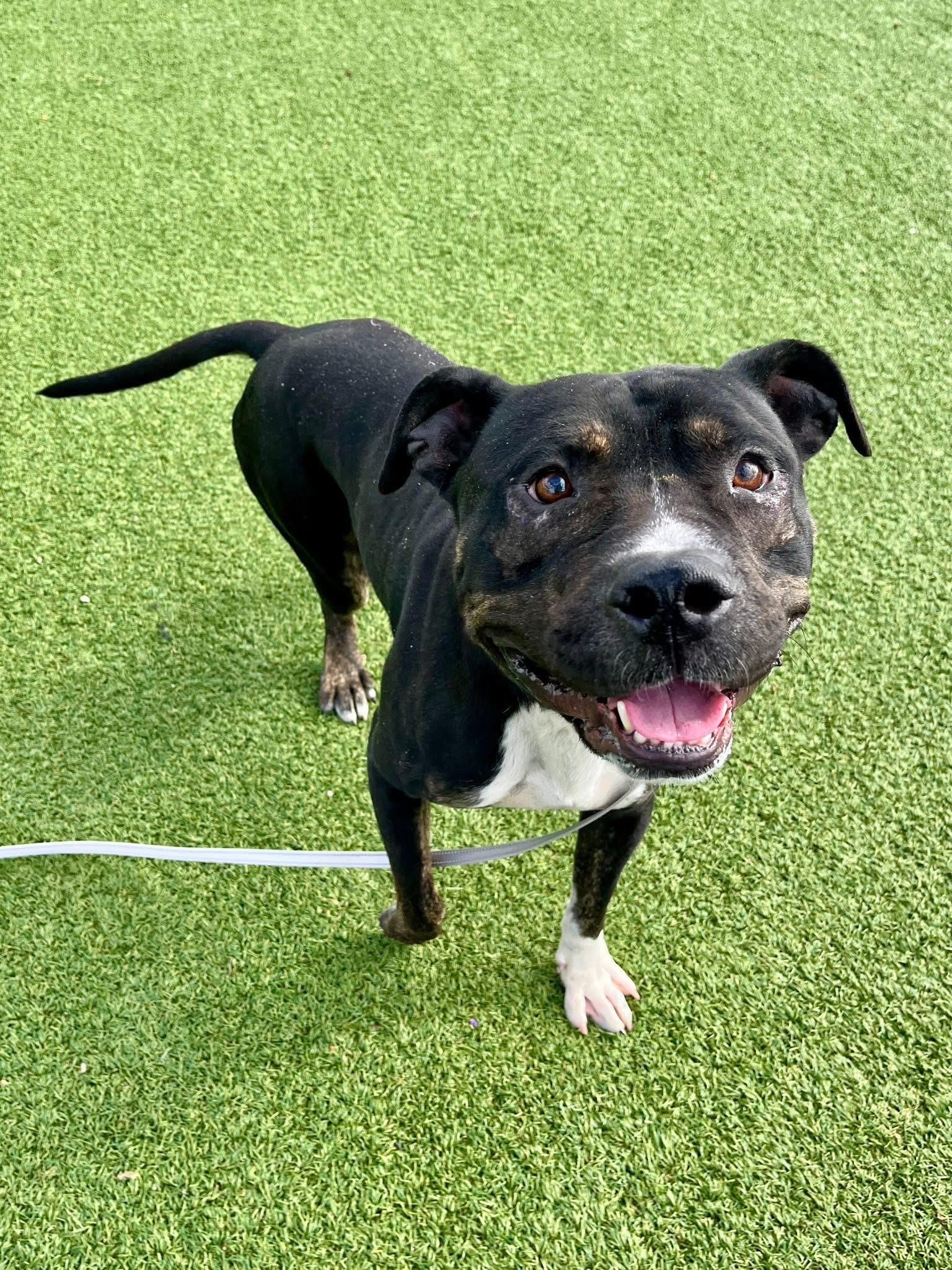 Freddy, a Adoptable mixed breed in Cleveland, OH image 3/6