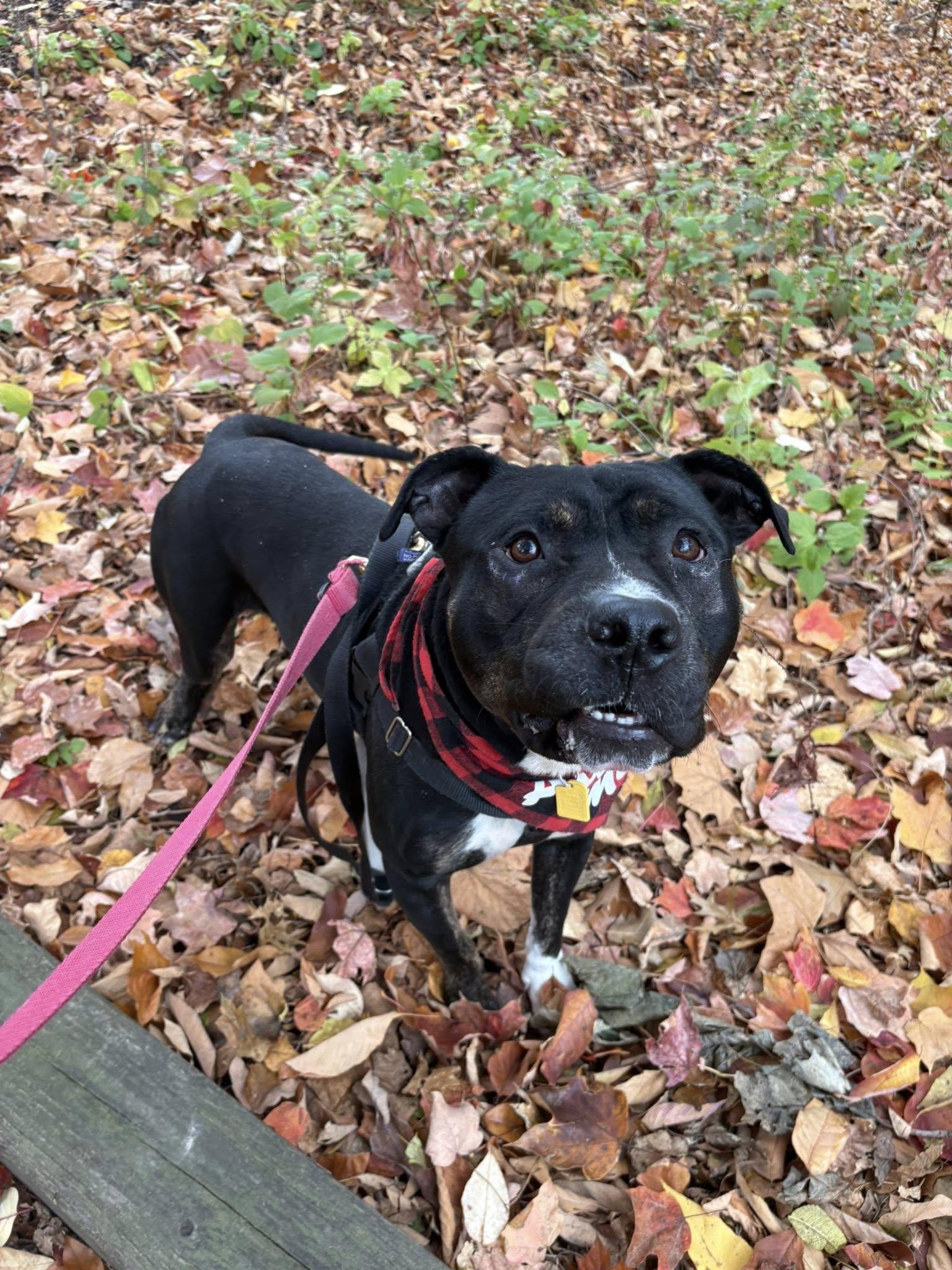 Freddy, a Adoptable mixed breed in Cleveland, OH image 4/6