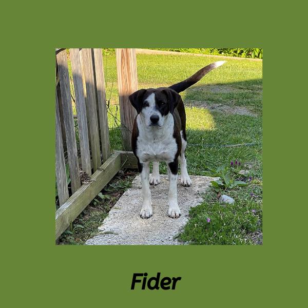 Fider