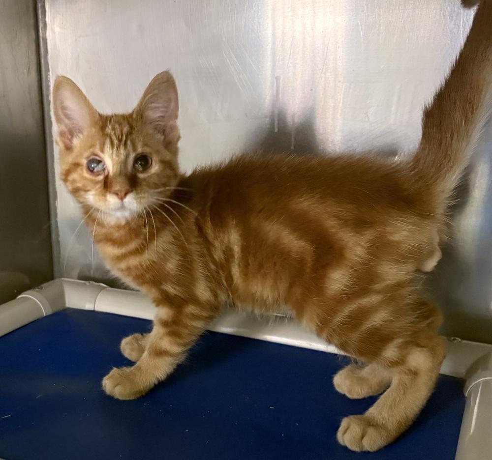 Angelo, Adoptable, Kitten Male Domestic Short Hair.
