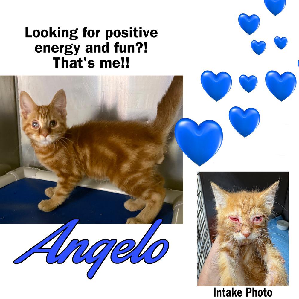 Enlarge Angelo, a Adoptable Domestic Short Hair in Rochester, IN image 2/2