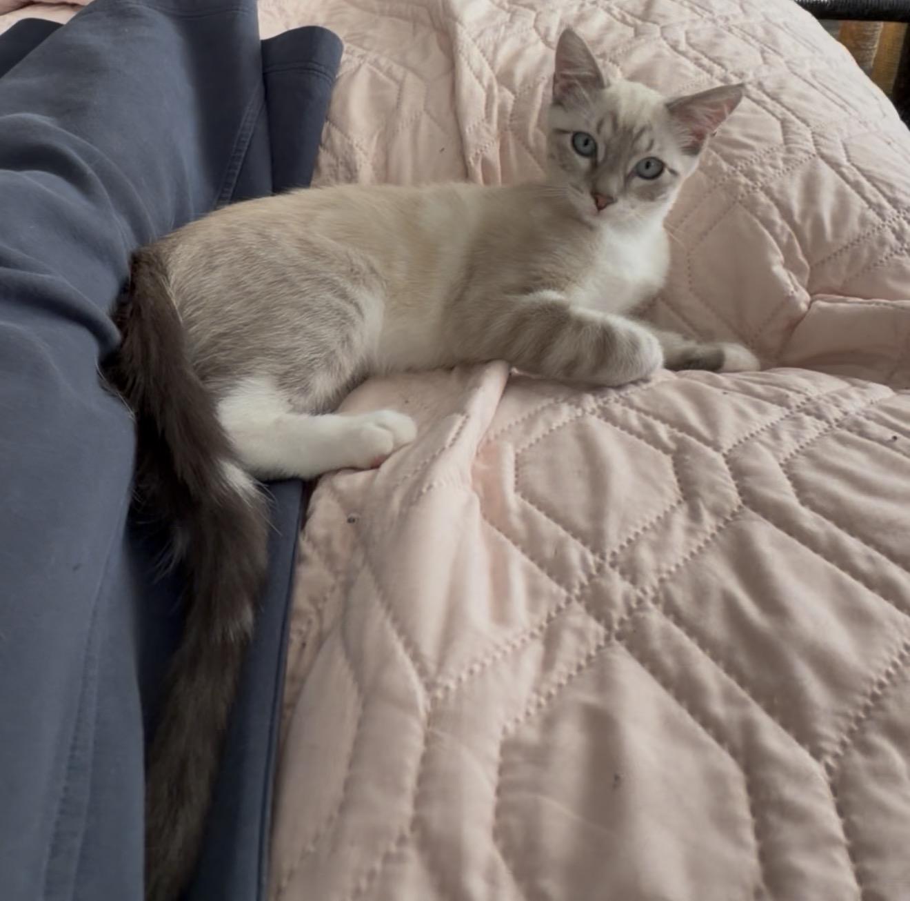 Margarita, a Adoptable mixed breed in Midvale, UT image 6/6