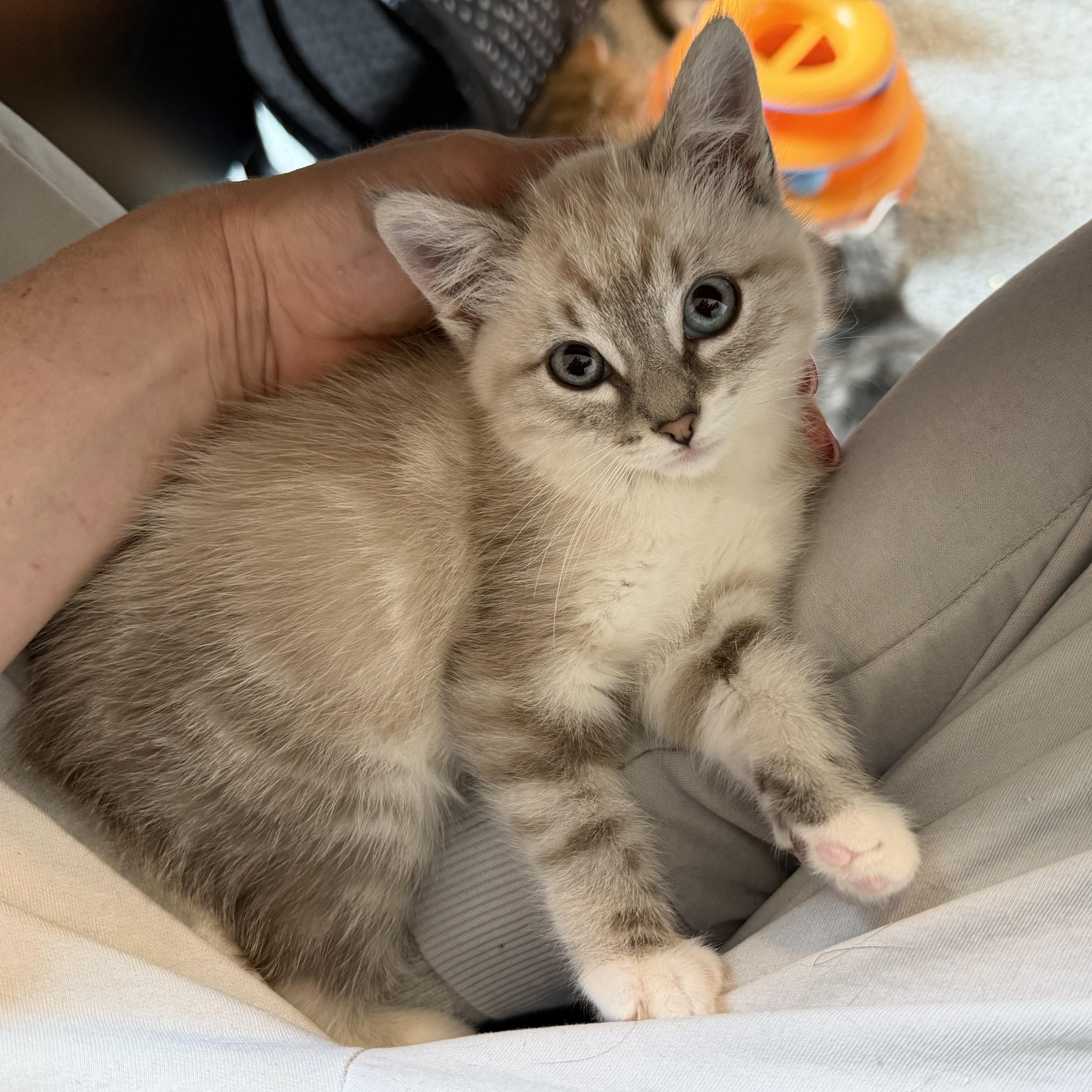 Margarita, a Adoptable Domestic Short Hair in Midvale, UT image 3/5