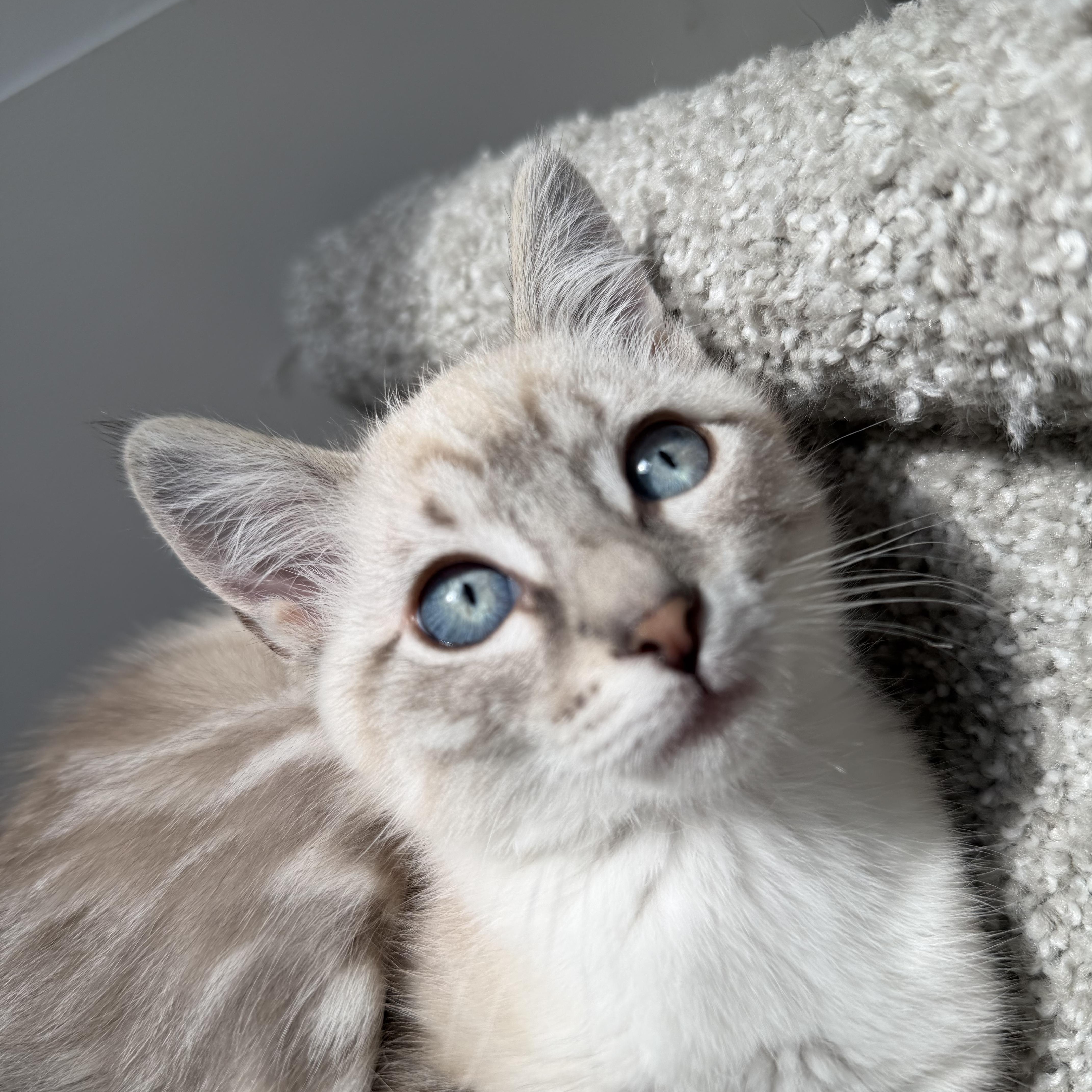 Margarita, a Adoptable Domestic Short Hair in Midvale, UT image 2/5