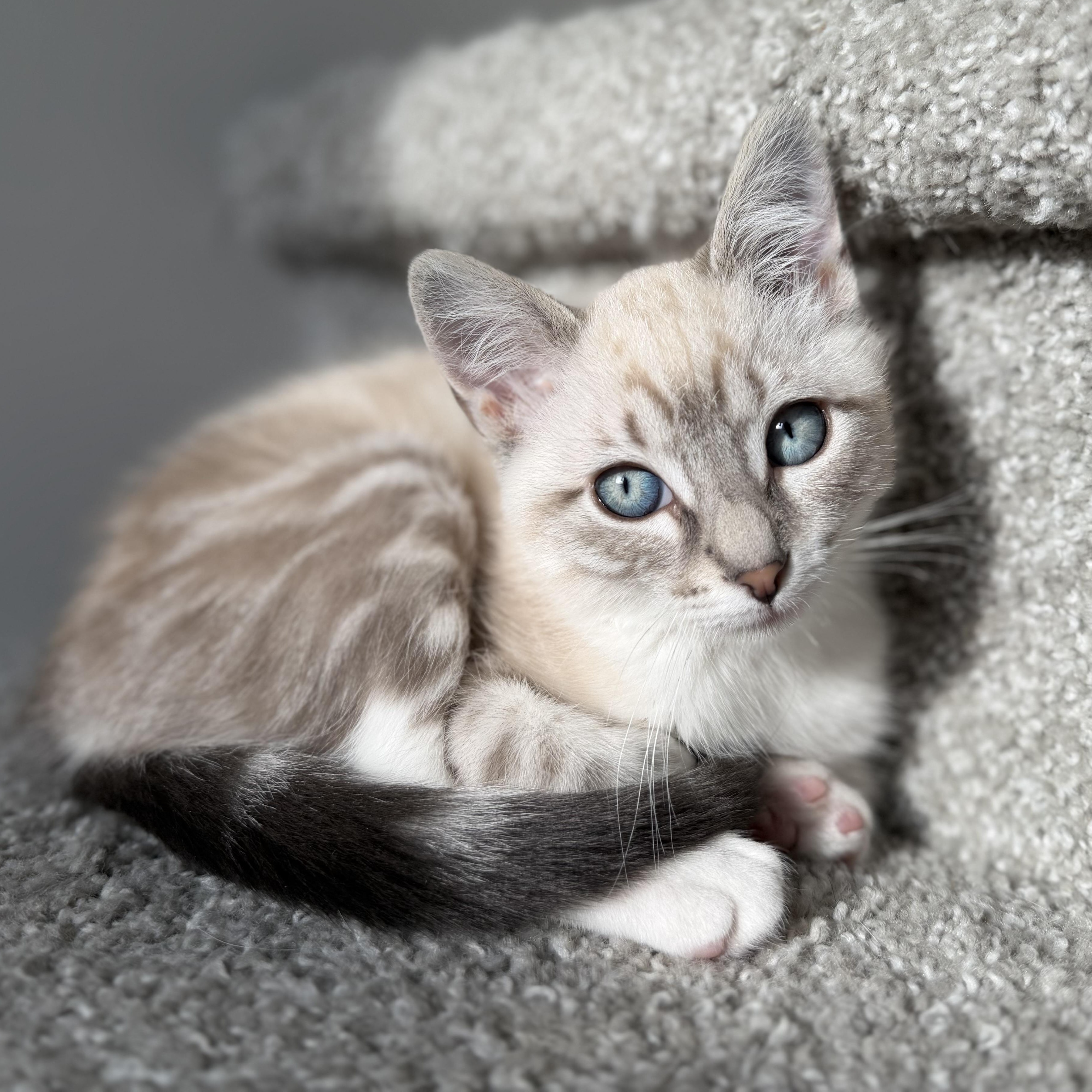 Margarita, Adoptable, Kitten Female Domestic Short Hair.