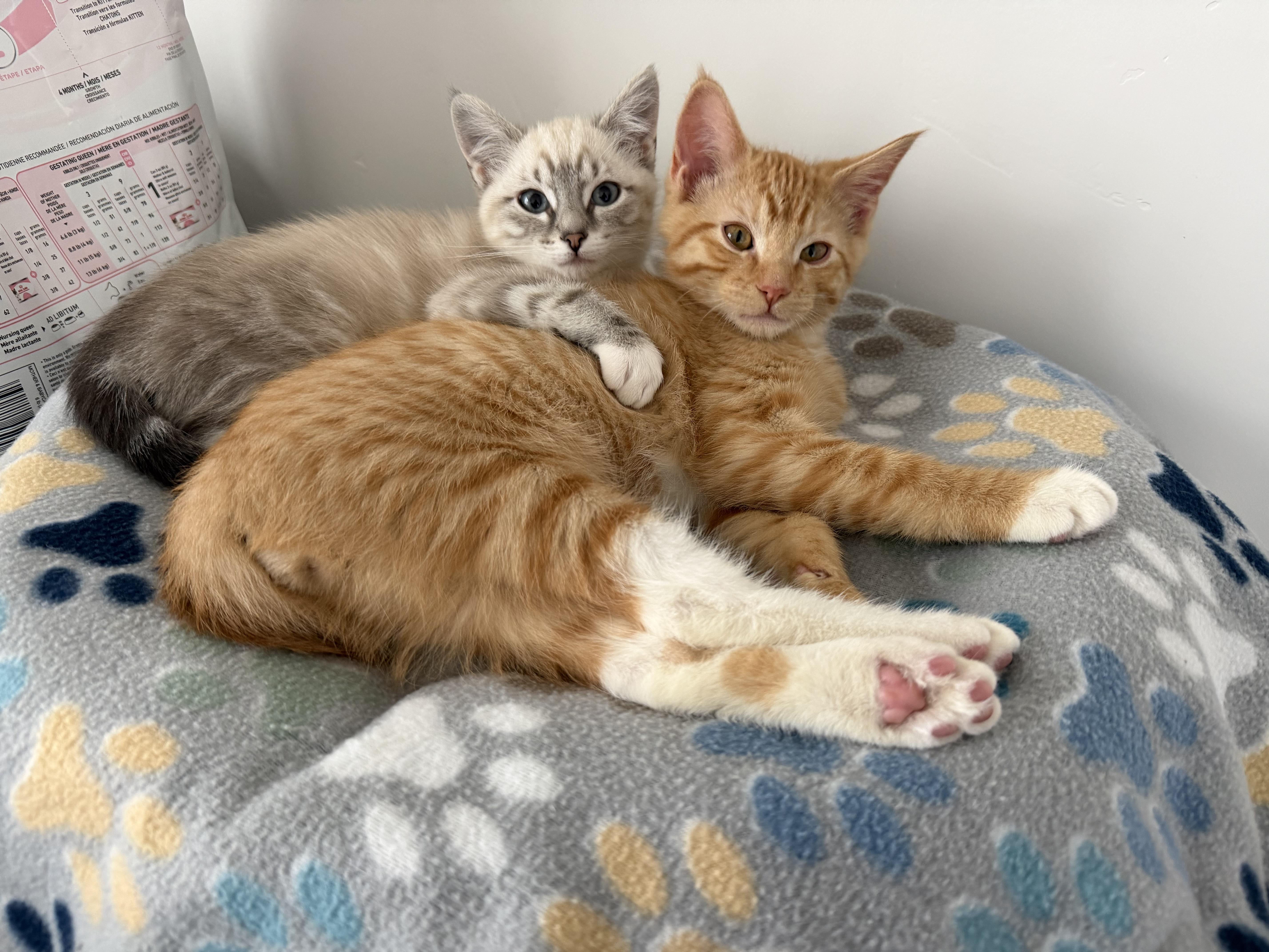 Margarita, a Adoptable Domestic Short Hair in Midvale, UT image 4/5