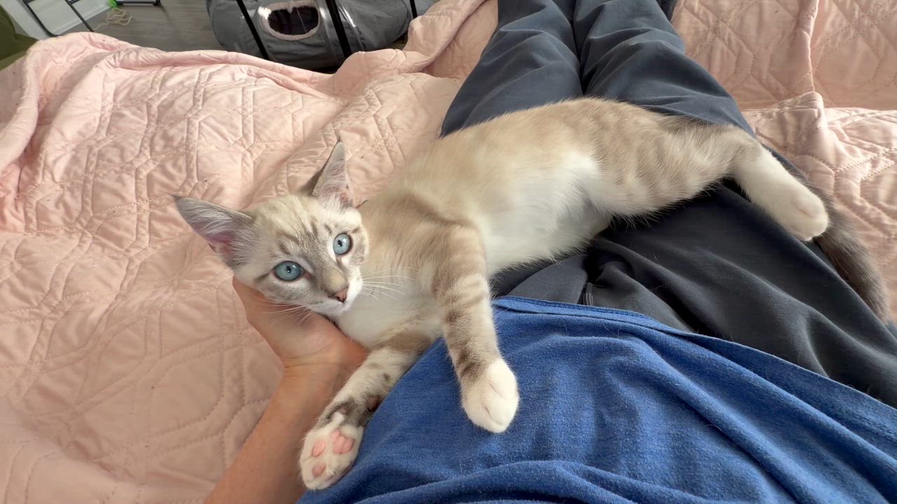 Enlarge Margarita, a Adoptable mixed breed in Midvale, UT video 5/6