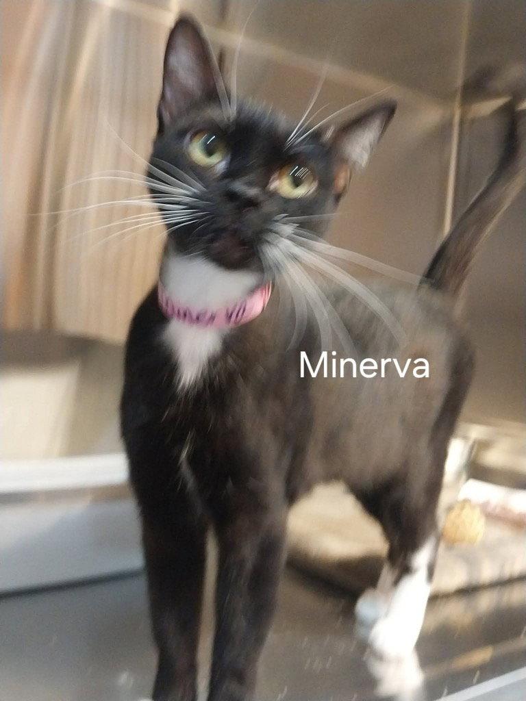 Enlarge Minerva (91638), a Adoptable Domestic Short Hair in Saint George, UT image 1/1