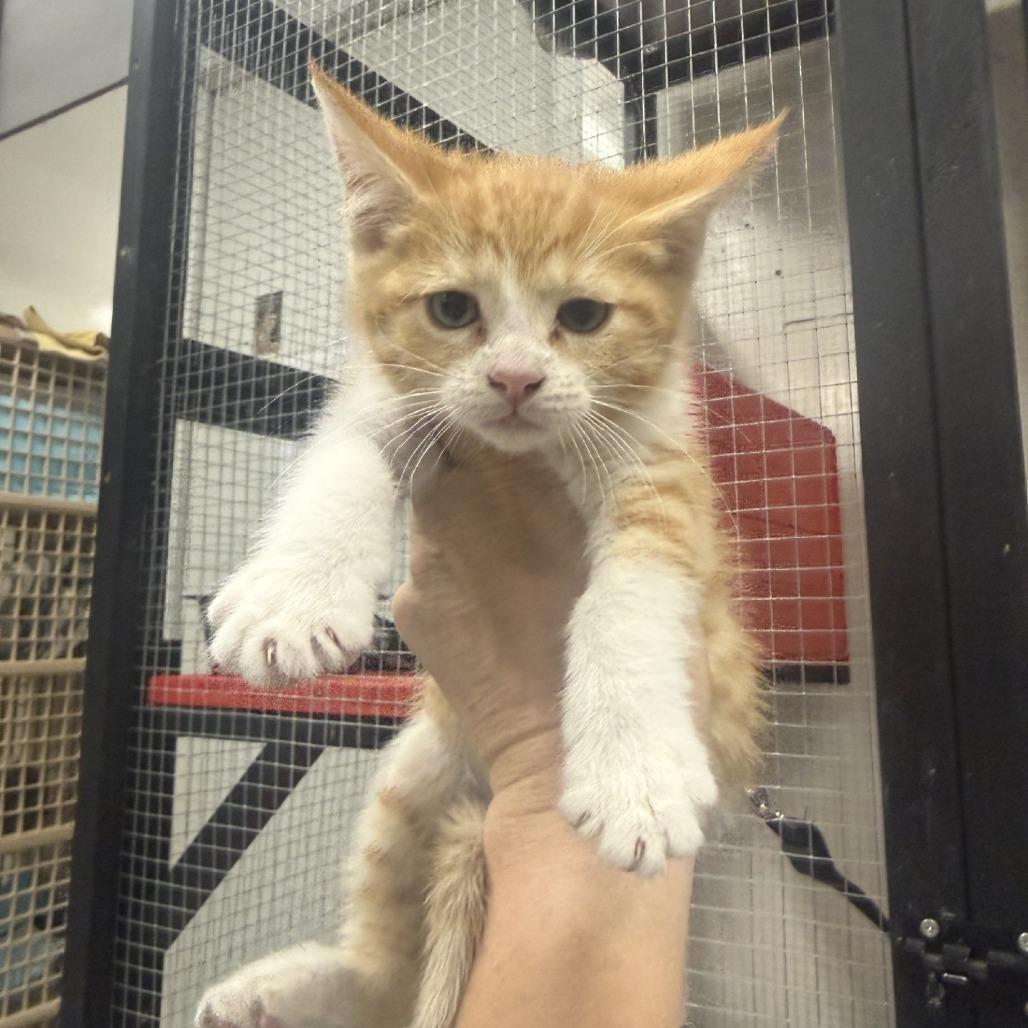 Marmalade, Adoptable, Kitten Male American Shorthair.