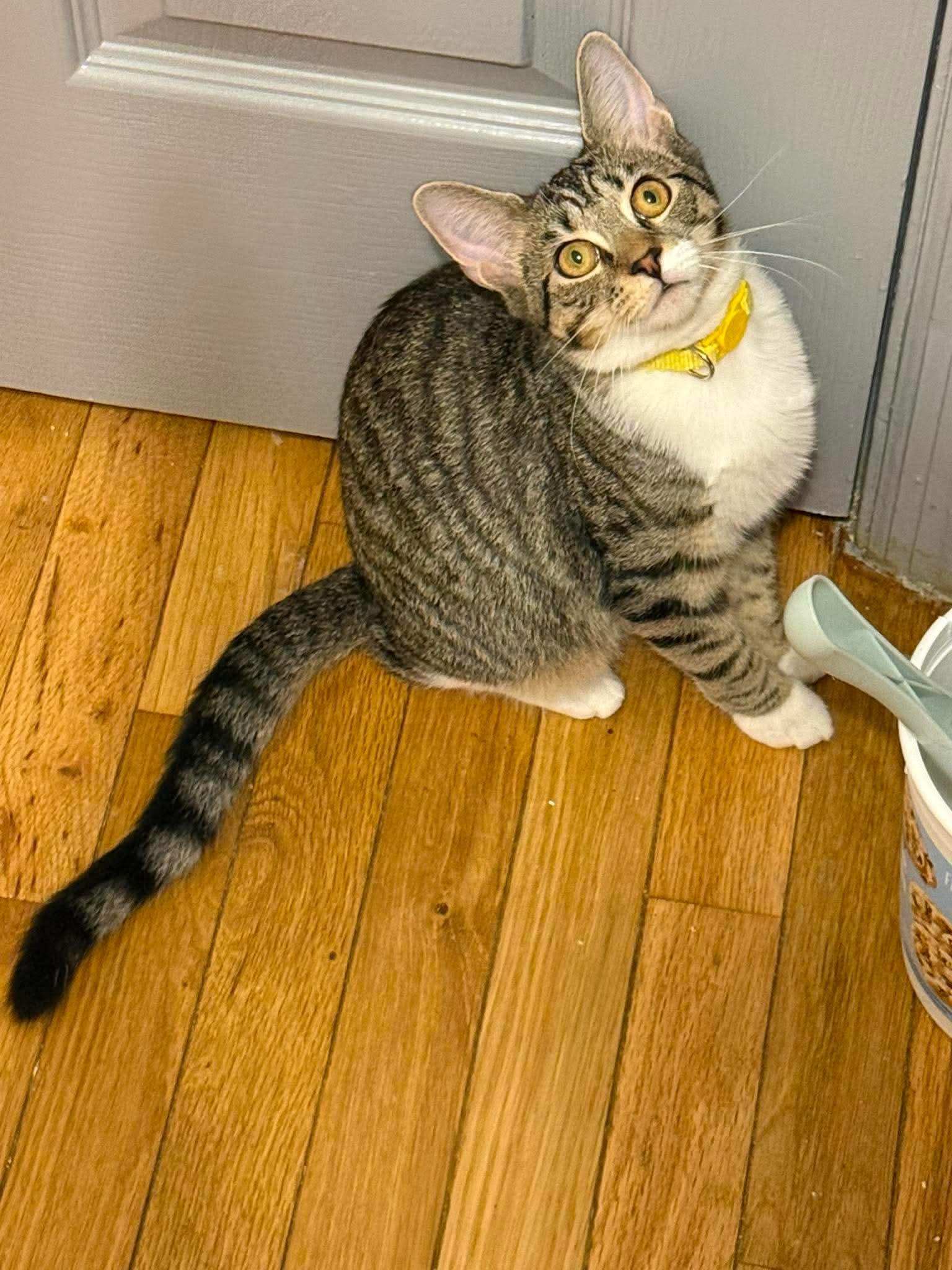 Enlarge Bumblebee, a Adoptable Domestic Short Hair in Fort Oglethorpe, GA image 2/2