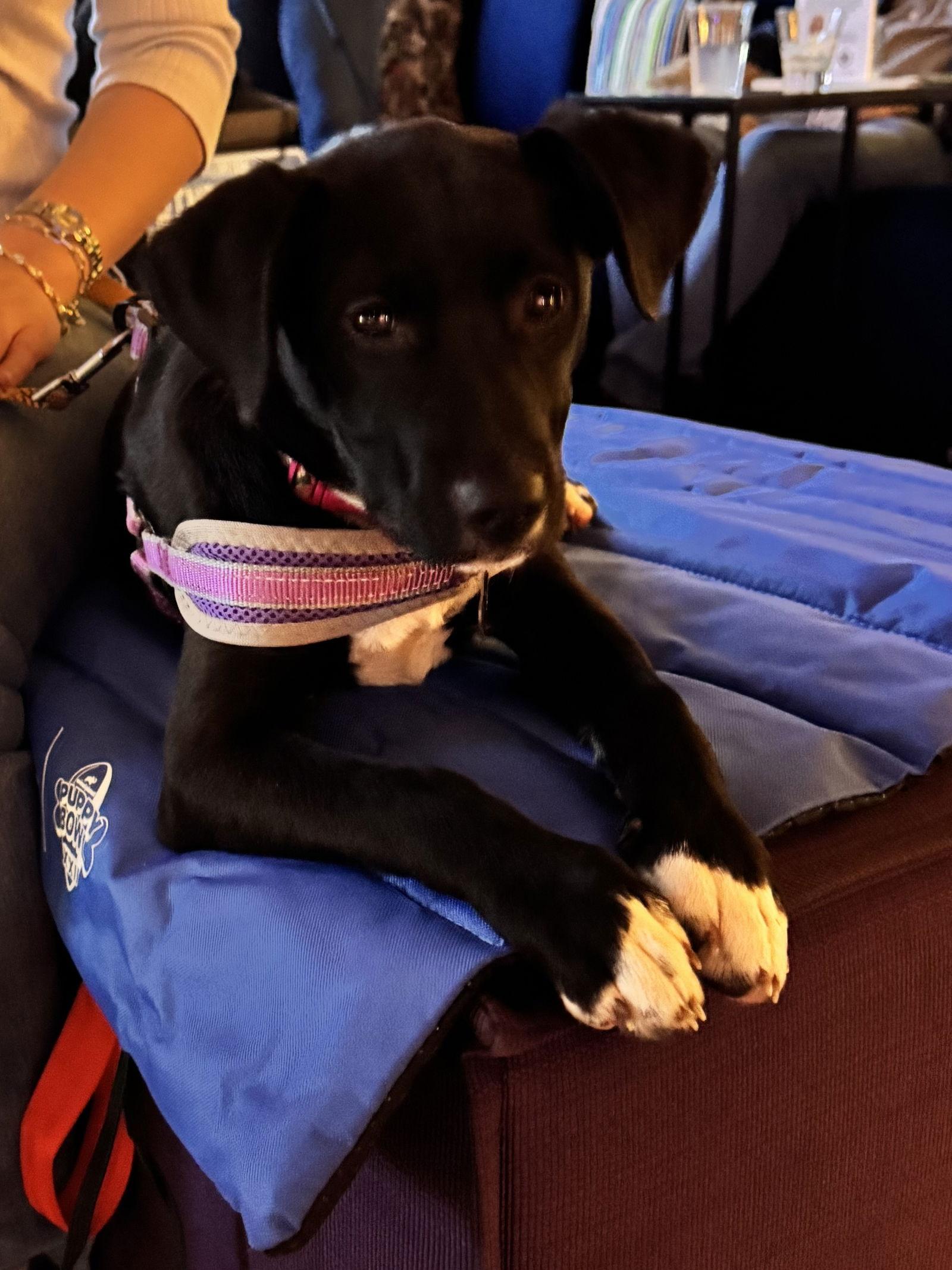 Broccoli, Adopted, Young Female Labrador Retriever & Parson Russell Terrier.