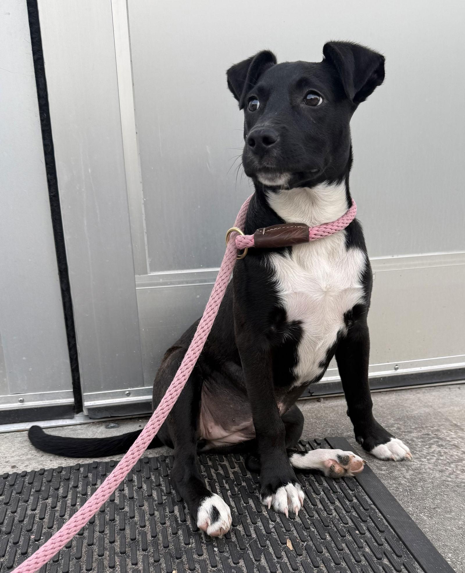 Enlarge Broccoli, a Adopted mixed breed in Sanford, FL image 2/3