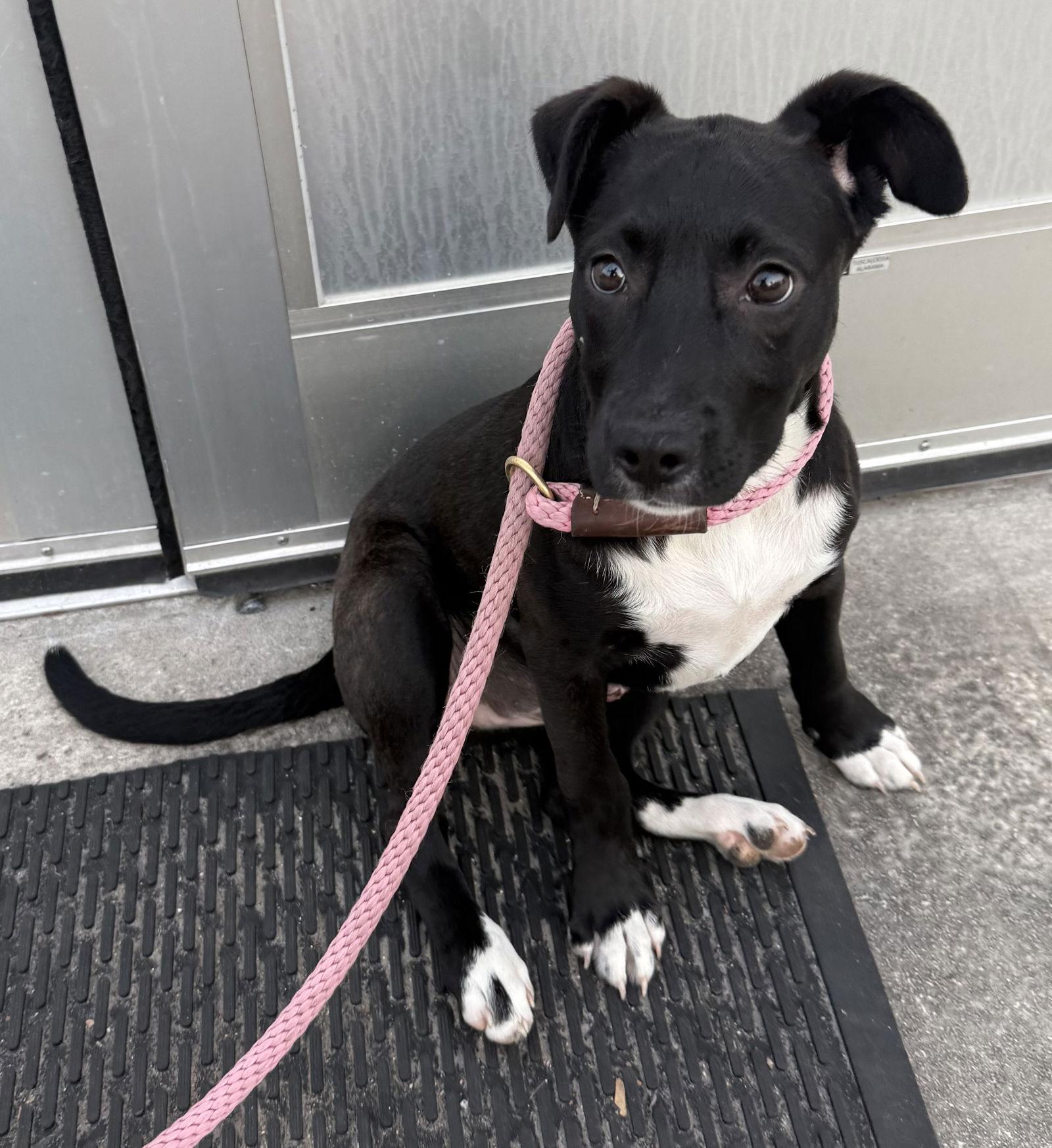 Enlarge Broccoli, a Adopted mixed breed in Sanford, FL image 3/3