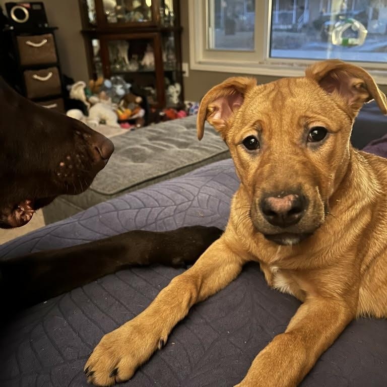 Ruby, a ADOPTABLE mixed breed in Appin, ON image 5/6