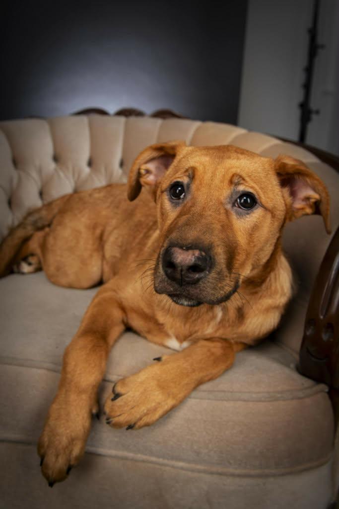 Ruby, a ADOPTABLE mixed breed in Appin, ON image 2/6