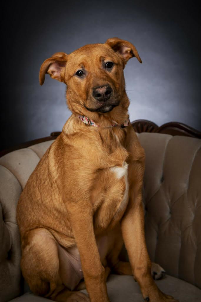 Ruby, a ADOPTABLE mixed breed in Appin, ON image 1/6