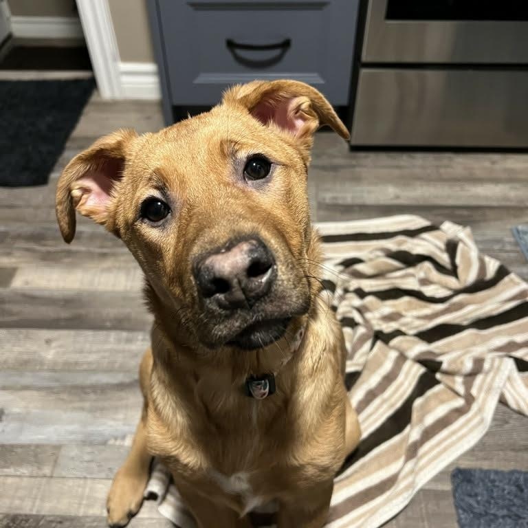 Ruby, a ADOPTABLE mixed breed in Appin, ON image 3/6