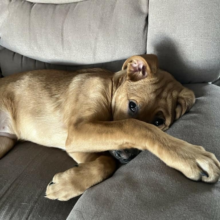 Ruby, a ADOPTABLE mixed breed in Appin, ON image 4/6