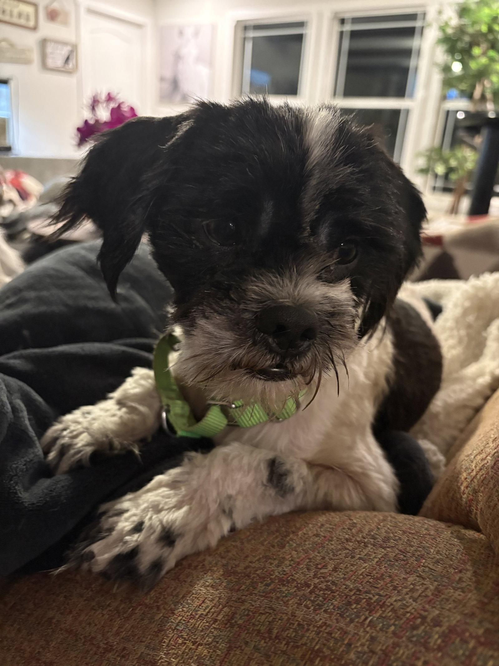 Craig, Adopted, Adult Male Shih Tzu.