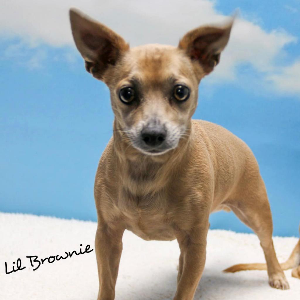 Enlarge Lil Brownie, a Adoptable mixed breed in Casa Grande, AZ image 1/1