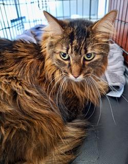 Simba A.K.A. Mr. Kitty, ADOPTABLE, Adult Male Maine Coon & Domestic Long Hair.
