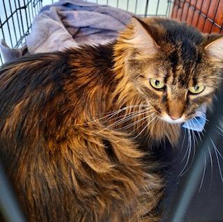 Enlarge Simba A.K.A. Mr. Kitty, a ADOPTABLE mixed breed in Noble, OK image 2/2