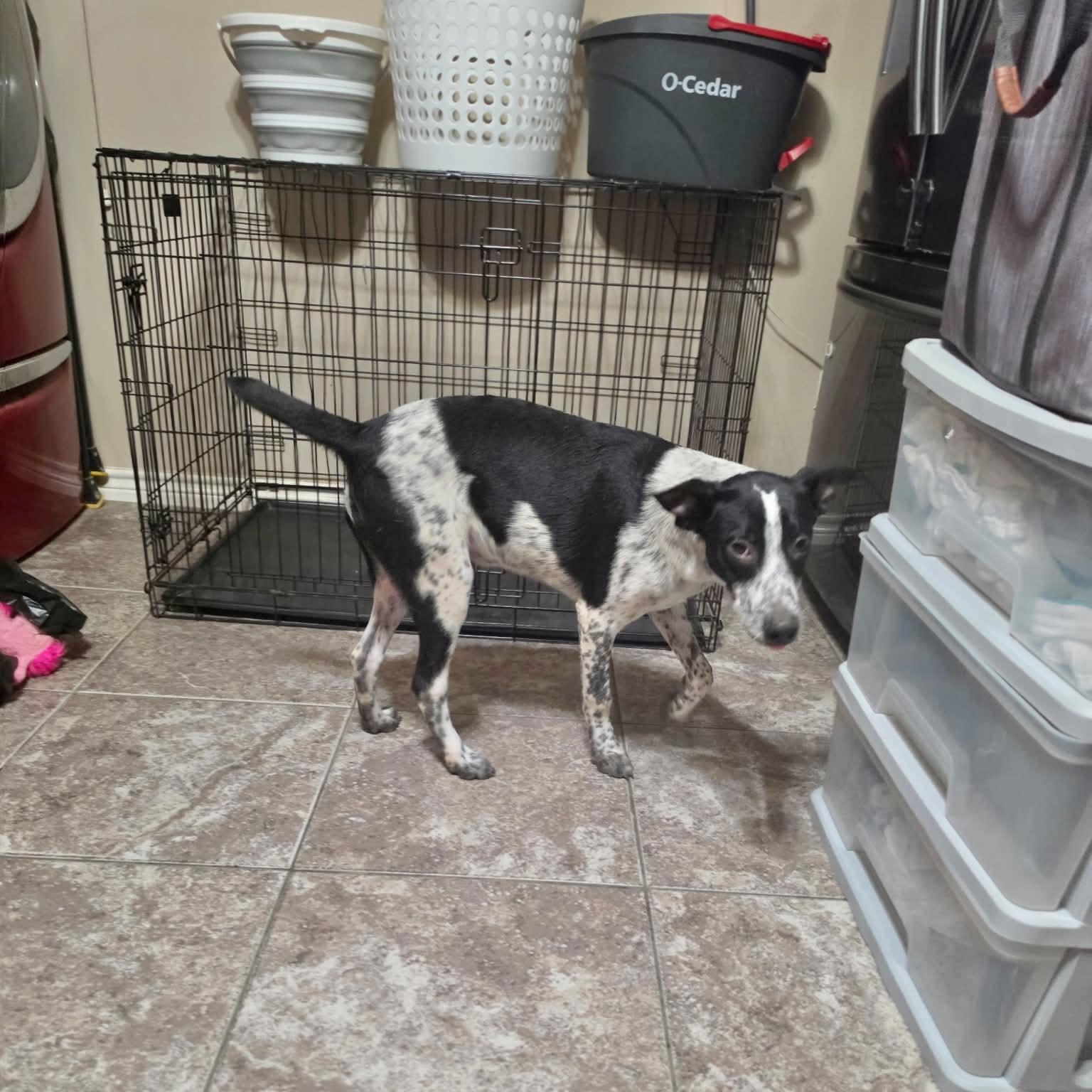 Enlarge Cooper, a ADOPTABLE mixed breed in Boulder, CO image 5/6