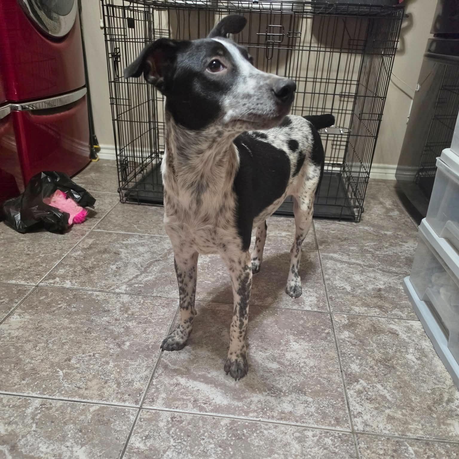 Enlarge Cooper, a ADOPTABLE mixed breed in Boulder, CO image 3/6