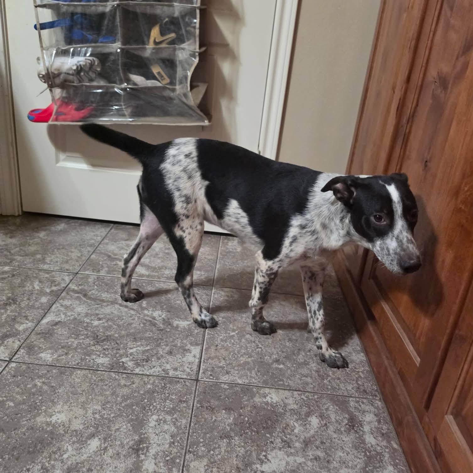 Enlarge Cooper, a ADOPTABLE mixed breed in Boulder, CO image 6/6