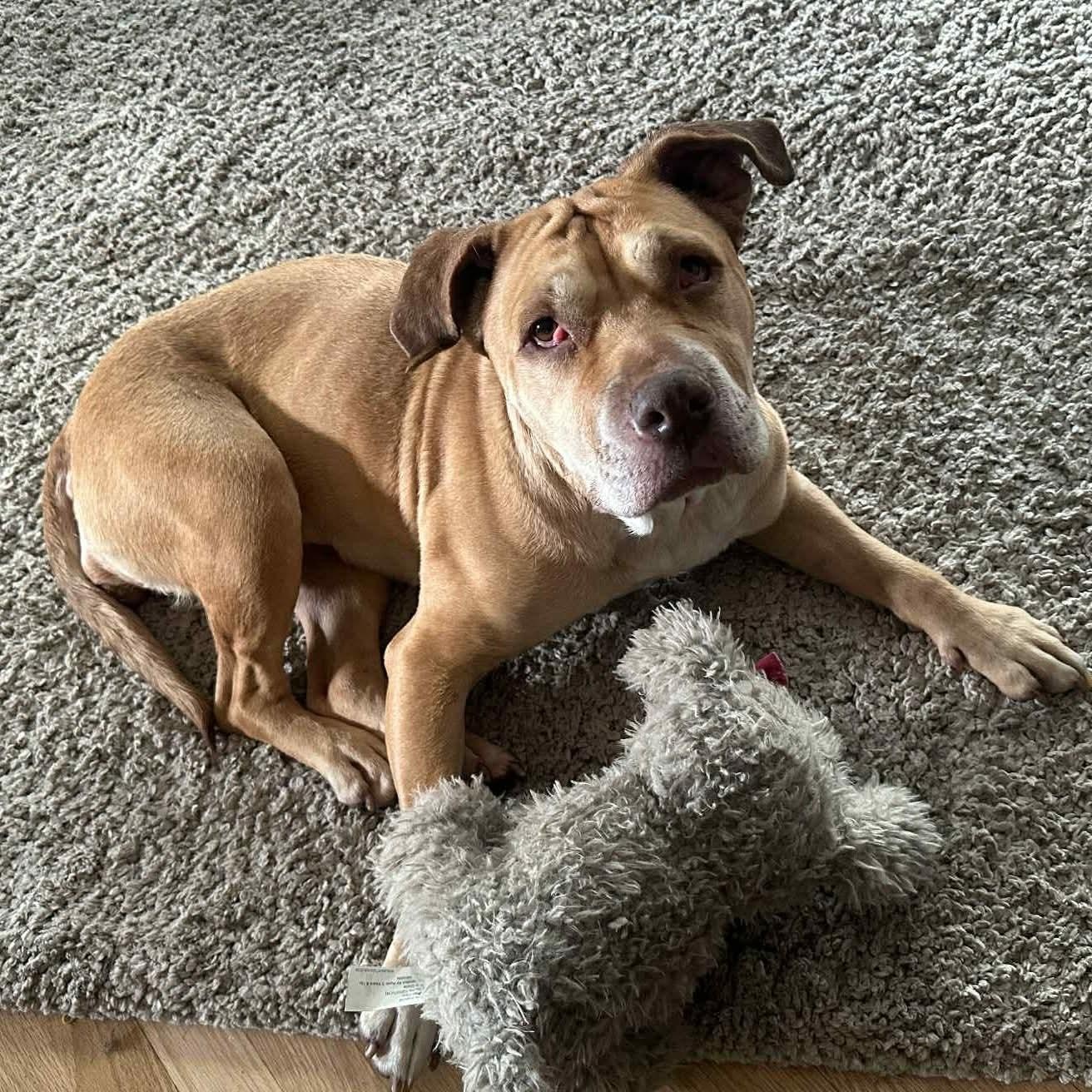 Enlarge Sadie - Sweet Survivor, a ADOPTABLE mixed breed in Tacoma, WA image 3/5