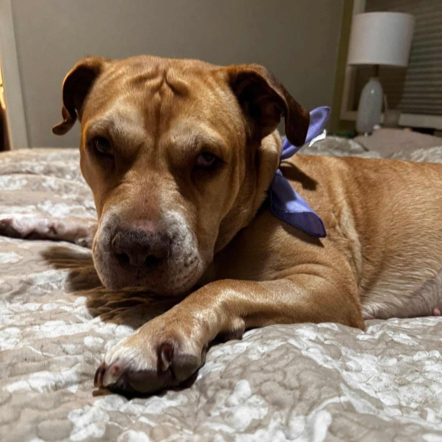 Enlarge Sadie - Sweet Survivor, a ADOPTABLE mixed breed in Tacoma, WA image 4/5