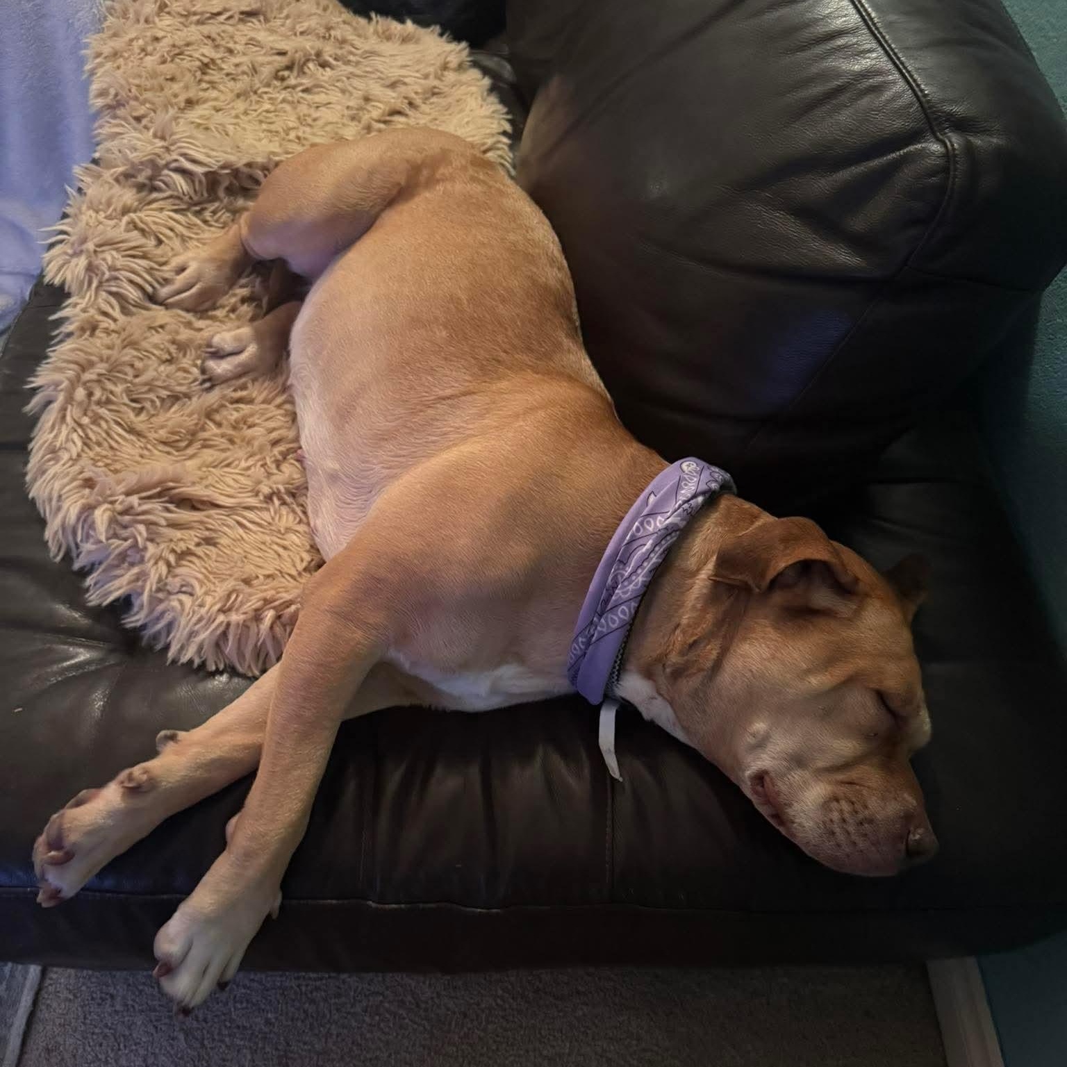 Enlarge Sadie - Sweet Survivor, a ADOPTABLE mixed breed in Tacoma, WA image 5/5