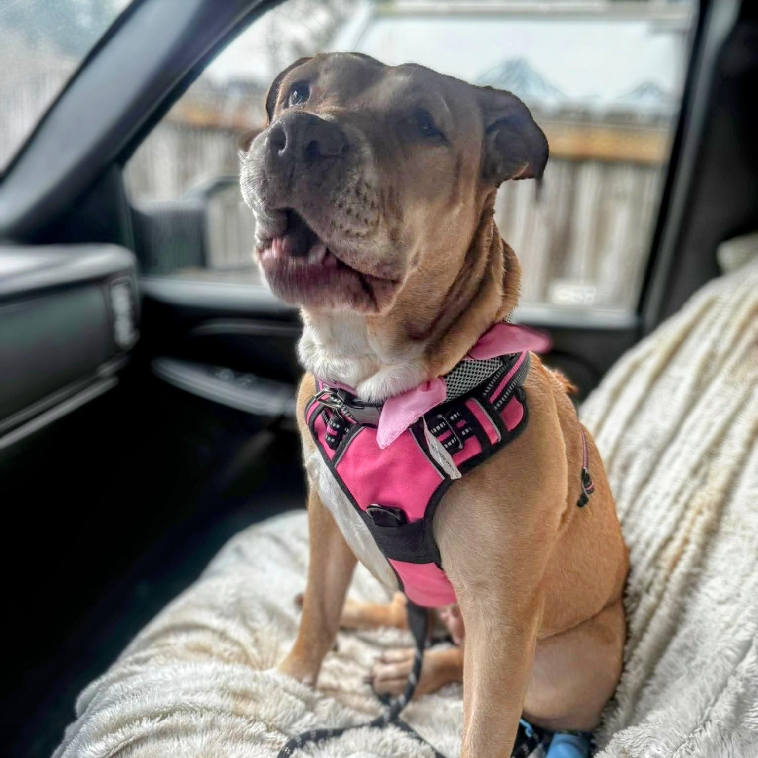 Enlarge Sadie - Sweet Survivor, a ADOPTABLE mixed breed in Tacoma, WA image 1/5