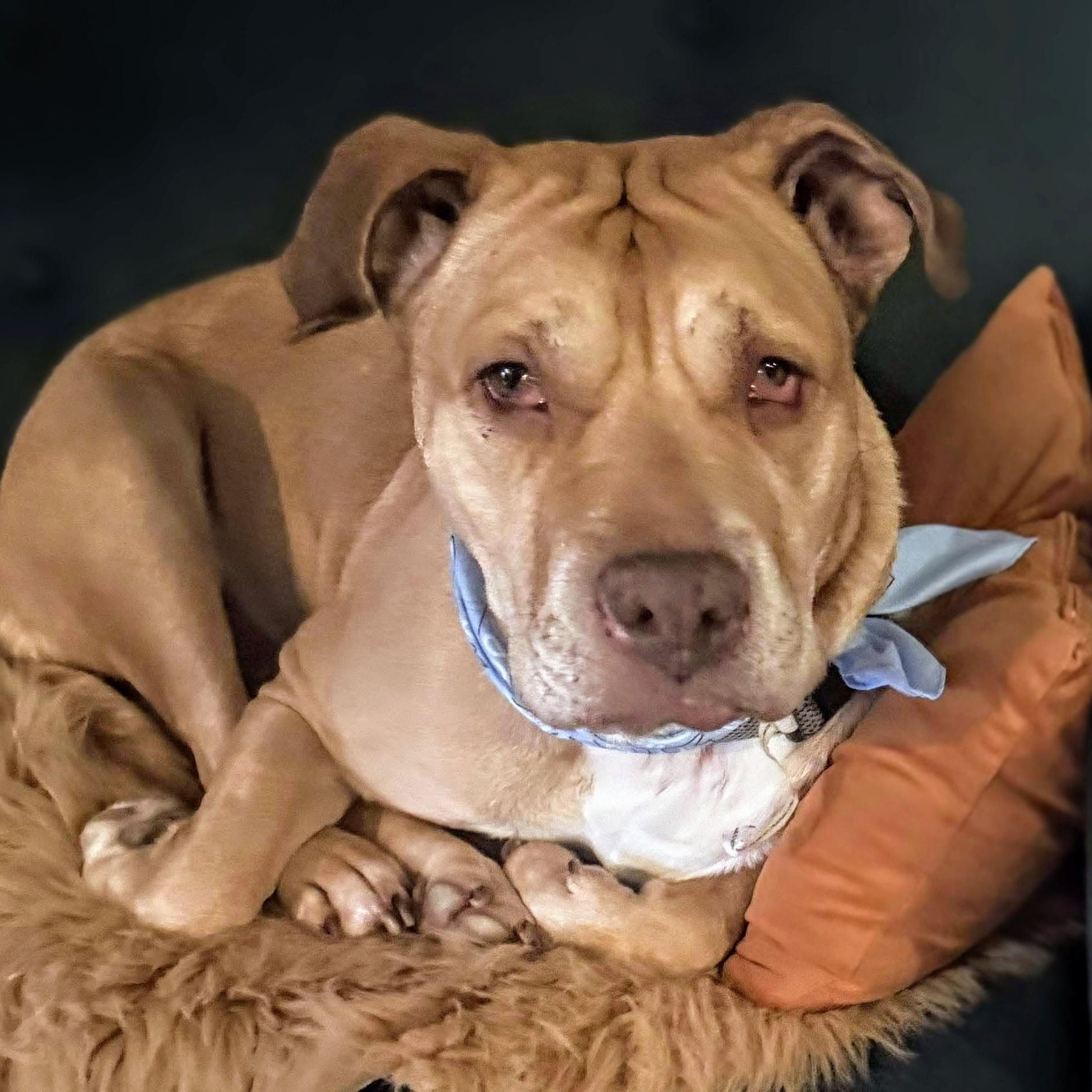 Enlarge Sadie - Sweet Survivor, a ADOPTABLE mixed breed in Tacoma, WA image 2/5