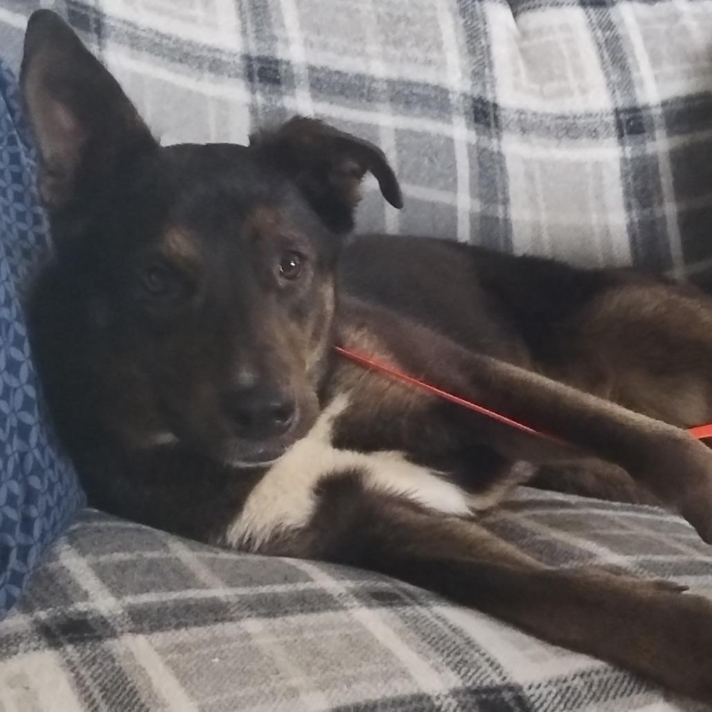 Ella, Adoptable, Young Female Shepherd & Mixed Breed.