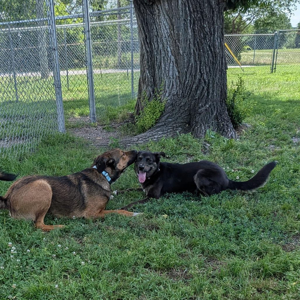 Ella, a Adoptable mixed breed in Tulsa, OK image 2/5