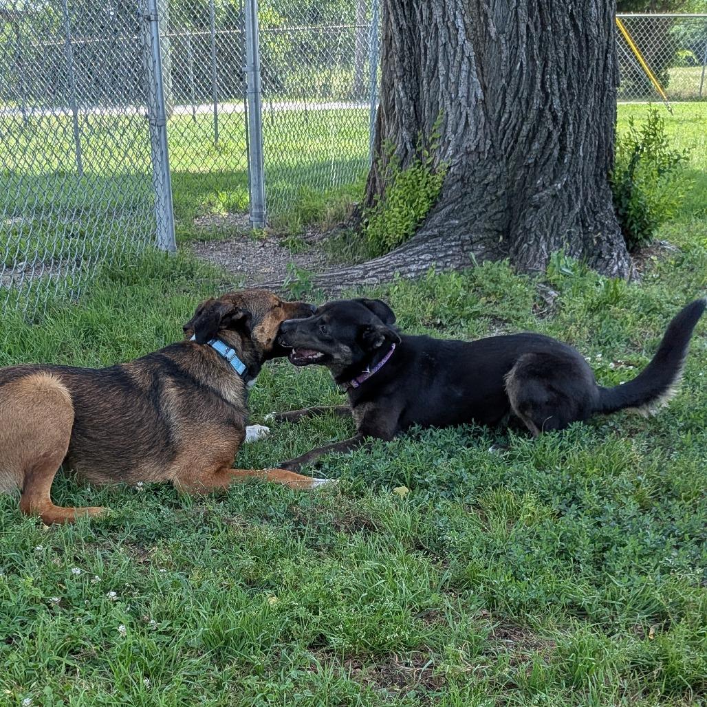 Ella, a Adoptable mixed breed in Tulsa, OK image 3/5