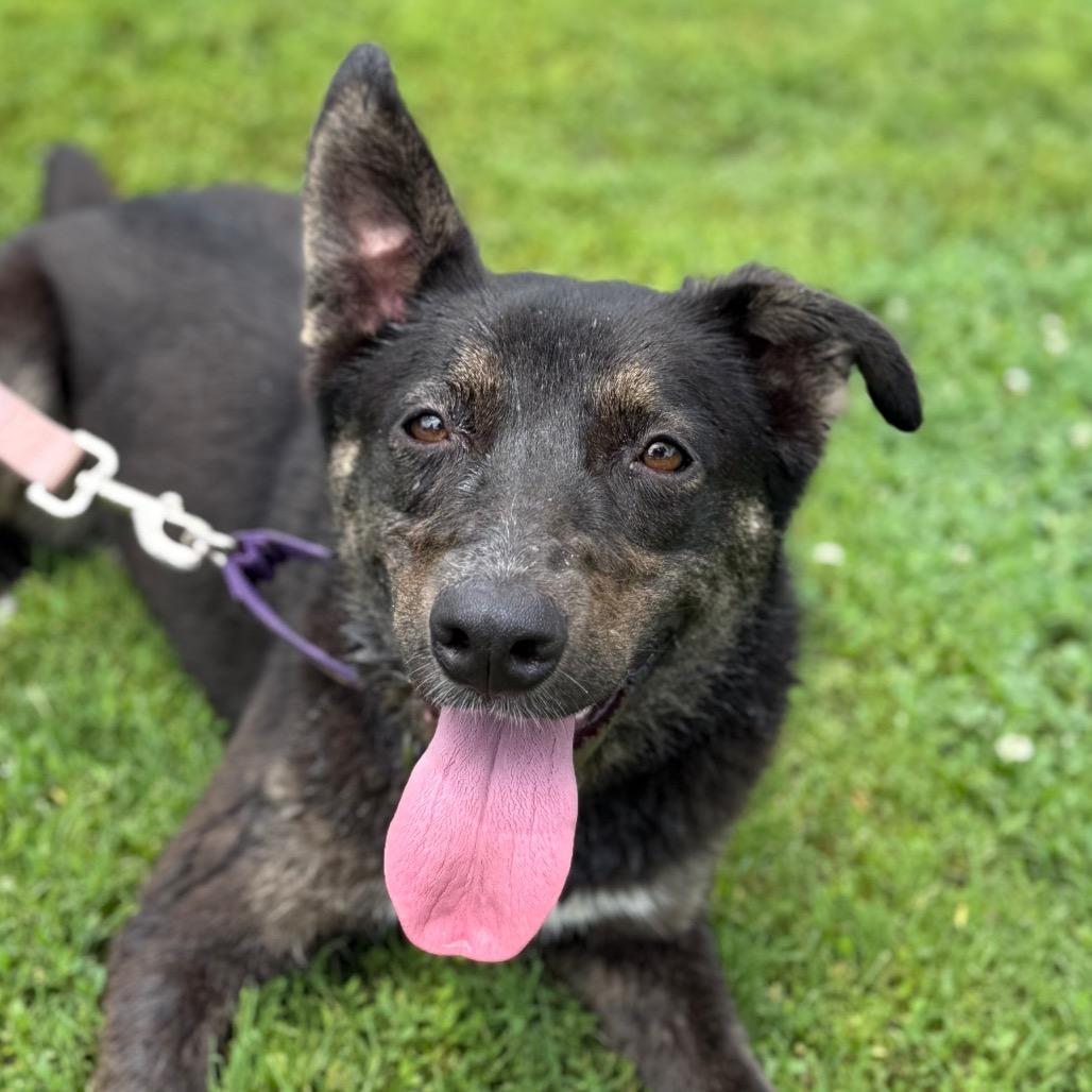 Ella, a Adoptable mixed breed in Tulsa, OK image 4/5