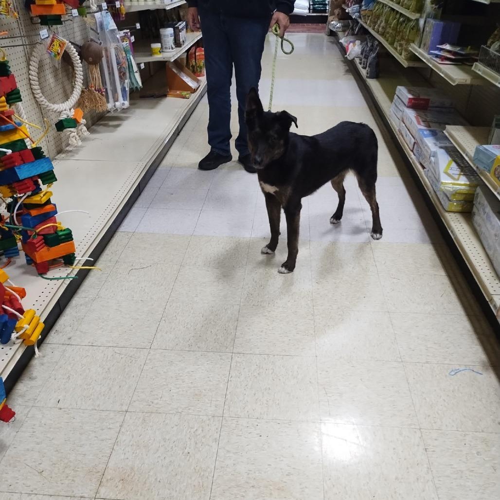 Ella, a Adoptable mixed breed in Tulsa, OK image 5/5