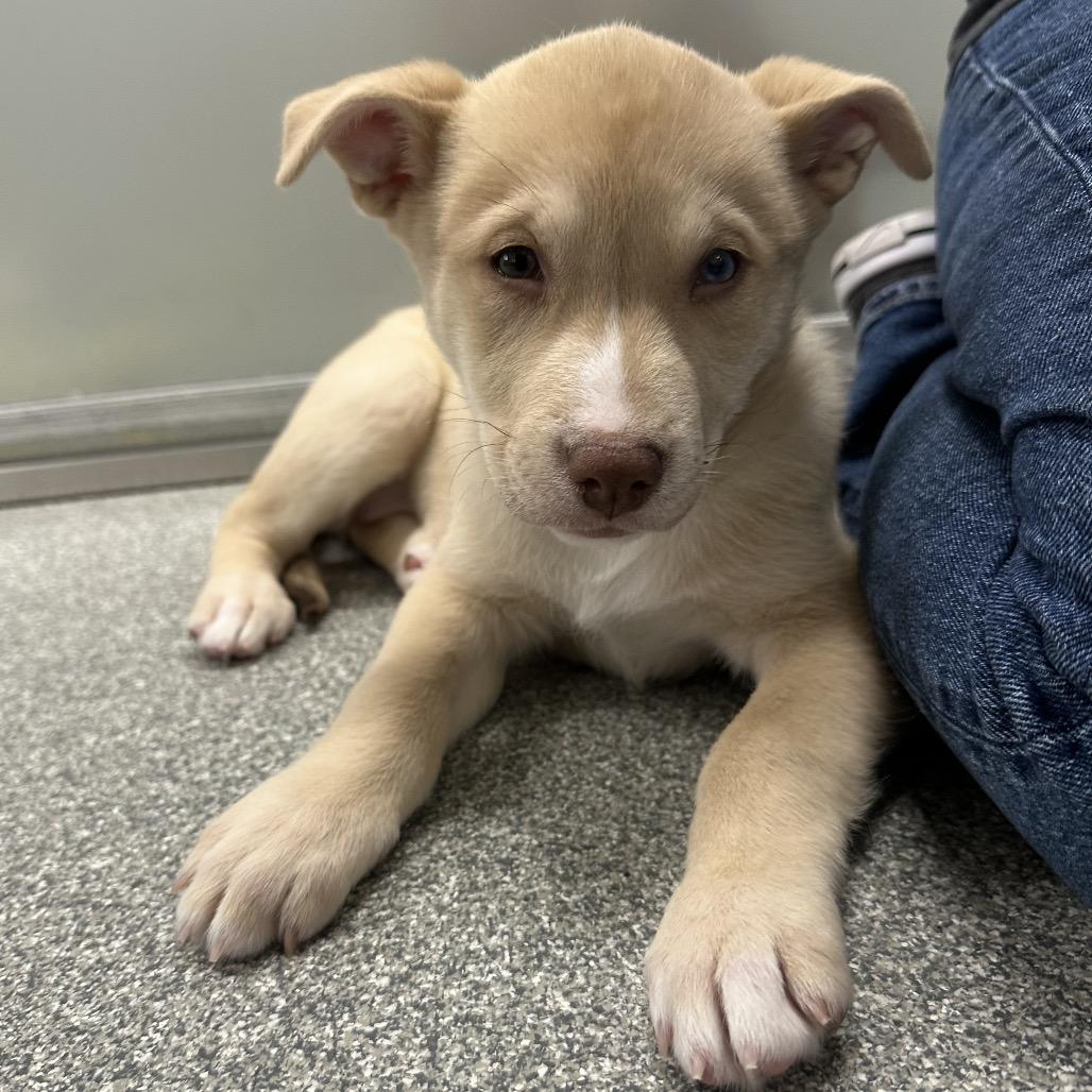 Wiggle, Adoptable, Puppy Female Mixed Breed.