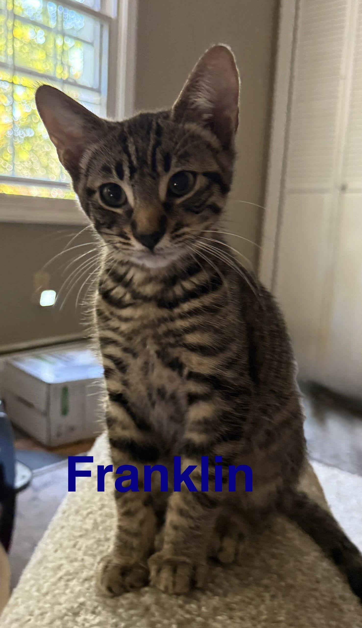 Franklin, Adoptable, Kitten Male Domestic Short Hair.