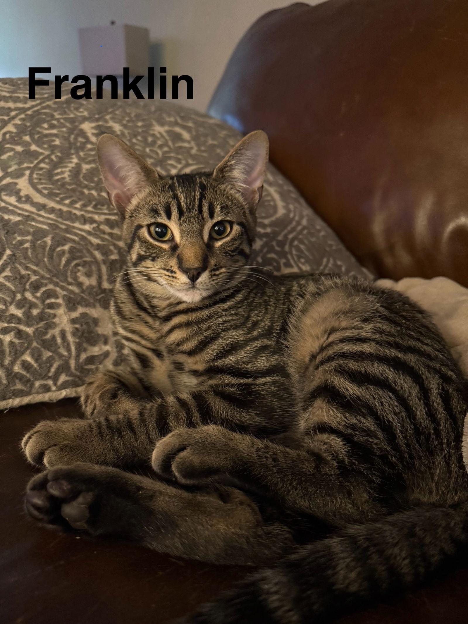 Enlarge Franklin, a Adoptable Domestic Short Hair in Naugatuck, CT image 2/2