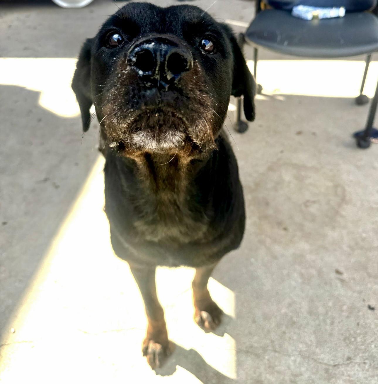Ceylon, Adoptable, Adult Female Rottweiler.