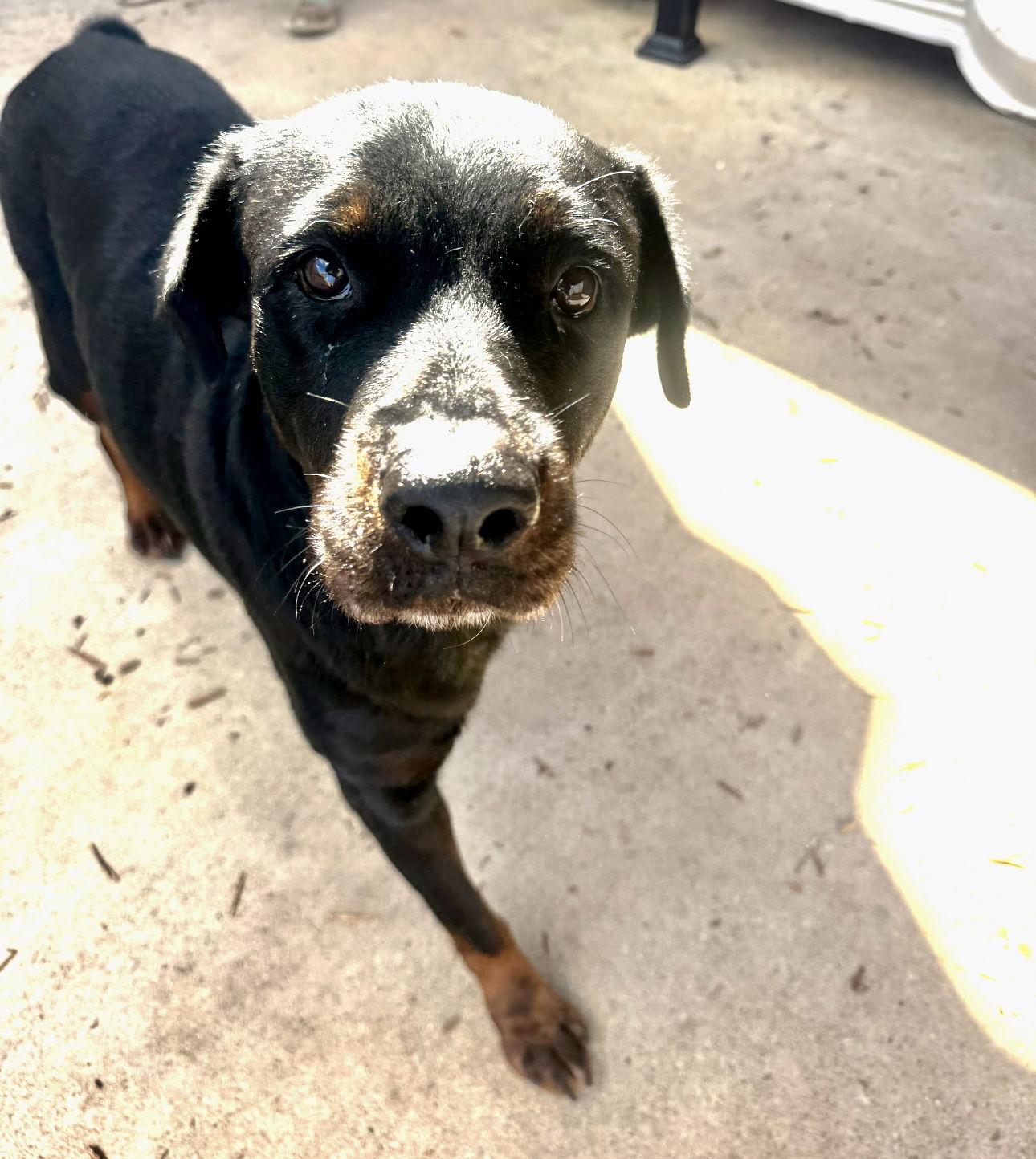 Enlarge Ceylon, a Adoptable Rottweiler in Houston, TX image 2/3