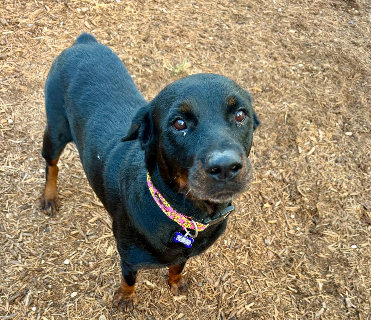 Enlarge Ceylon, a Adoptable Rottweiler in Houston, TX image 3/3