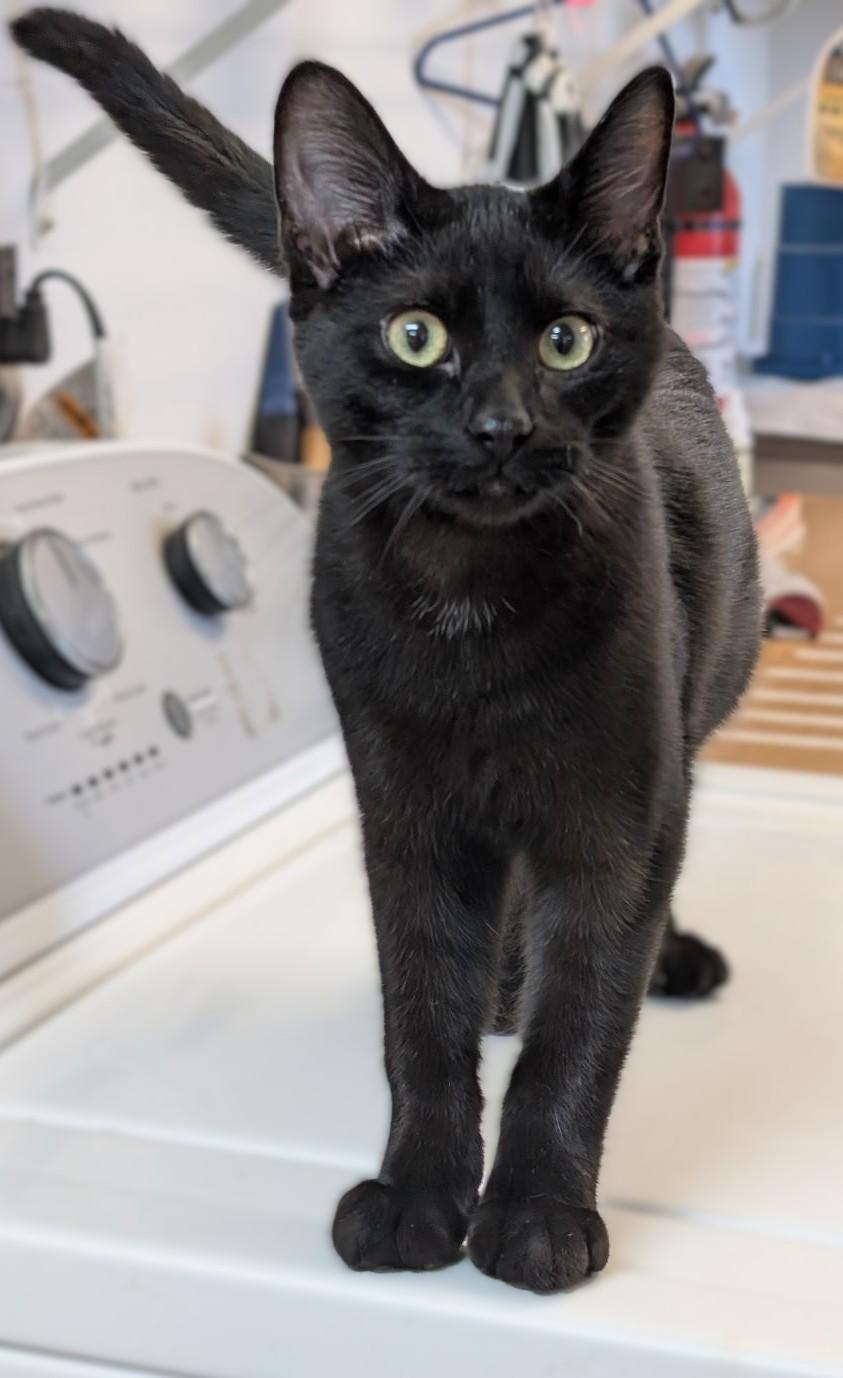 Moon Light, Adoptable, Young Male Domestic Short Hair.